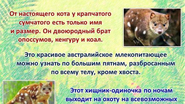 Видео Топ-10 пятнистых животных
