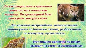 Видео Топ-10 пятнистых животных