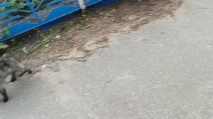 пес Вихрь  и два кота
