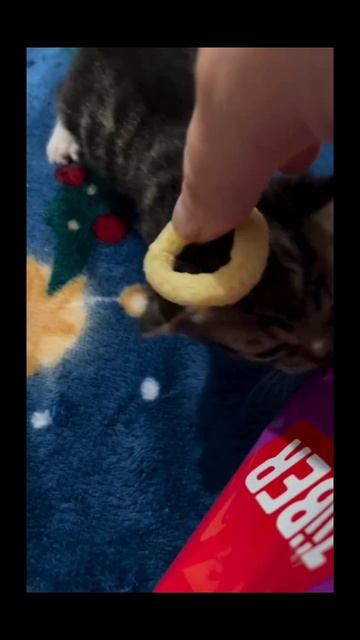 🐈🫓😁