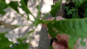 Гусеницы лопают цветы