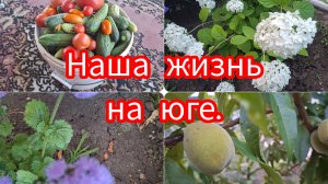 25-06-26/ Лилии цветут/ Собираю урожай🤗/ Курочка на соли в духовке/ Без обработок никуда/ Гроза/