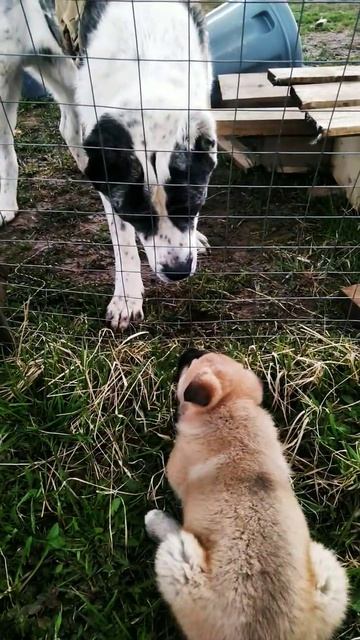 Тили тили тесто, жених и невеста. #akita #alabai