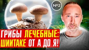 Гриб Шиитаке: полный разбор лечебных свойств!