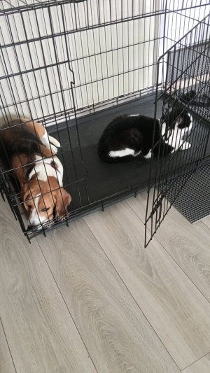 котик🐈⬛  и собачка 🐕