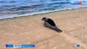 Вести Санкт-Петербург. Выпуск 08.35 от 29.06.2026
