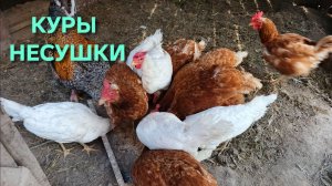 Куры потихоньку начинают нестись Наверное отдохнули вдоволь