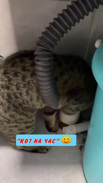 Юмор 5 звезд - #юмор #смешно #ржач #прикол #анекдот #веселоевидео