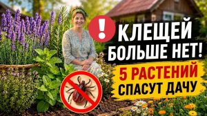 Как избавиться от клещей навсегда! Пять растений без химии, которые спасут вашу дачу