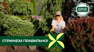 Как стричь спирею? Секрет густой и плотной кроны