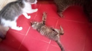 🐈Котенок Мяу учится защищаться,нападать, ,играть. 
Взрослеет мое чудо..