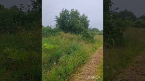 Люблю природу, цветы и мелодии.mp4
