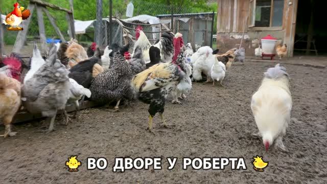 Содержание кур в домашних условиях и других птиц во дворе у Роберта 🐣🐤🦆🐔🪿🦃 (536) смотреть онлайн