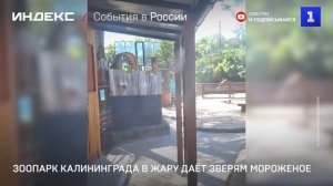 Зоопарк Калининграда в жару даёт зверям мороженое