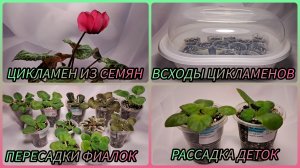 Цикламен из семян. Всходы цикламенов. Пересадки фиалок. Рассадка деток.