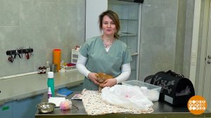 Аптечка, корм и переноска: как подготовиться к автопутешествию с животным