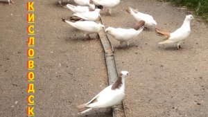 Голуби Авакова Артура в Кисловодске!
