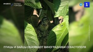 На винограднике Севастополя появились птицы и зайцы