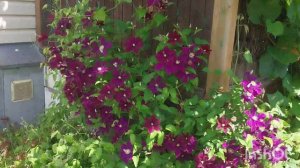 29-06-2026 Мой сад в конце июня🌸🌸🌸