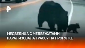 KPI: довести всех живыми. «Декретные» будни одной медведицы попали на видео