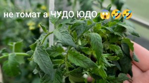 Вырастила так вырастила 🤣🤣🤣🤔🤭