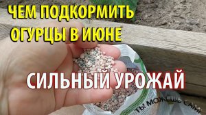 Чем подкормить Огурцы в Июне чтобы урожай стал сильнее