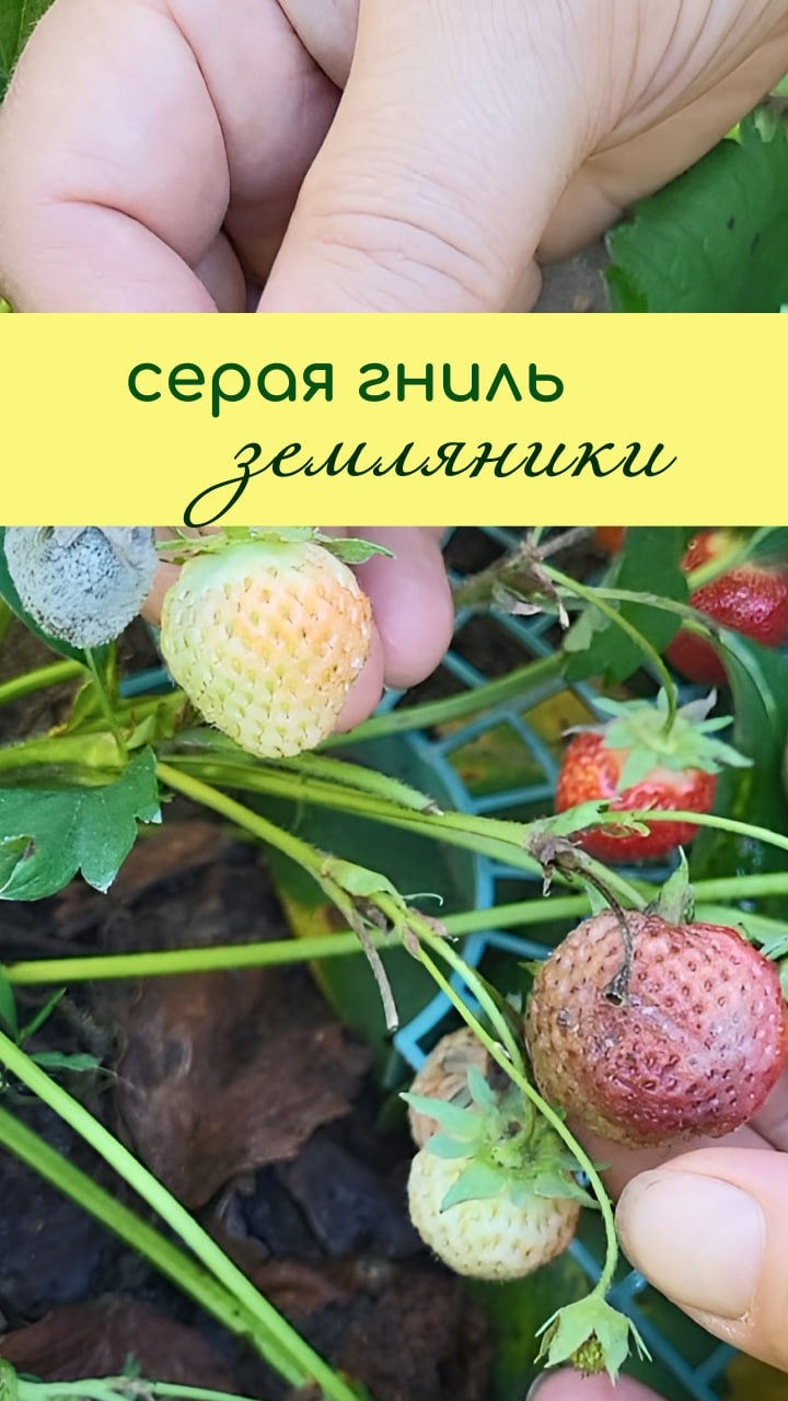 Серая ГНИЛЬ ЗЕМЛЯНИКИ