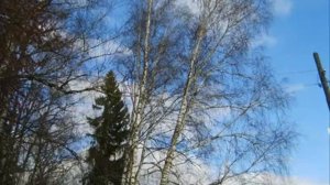 Для Доброслоа посвященного В. Шукшину. Березка - невестушка.