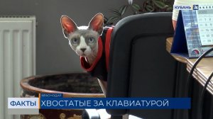 Жители Кубани чаще стали приводить на работу домашних животных
