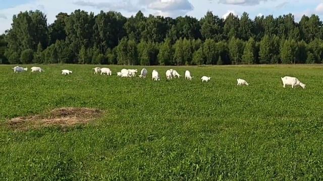 Мамы козы и банда пушистых газонокосилок