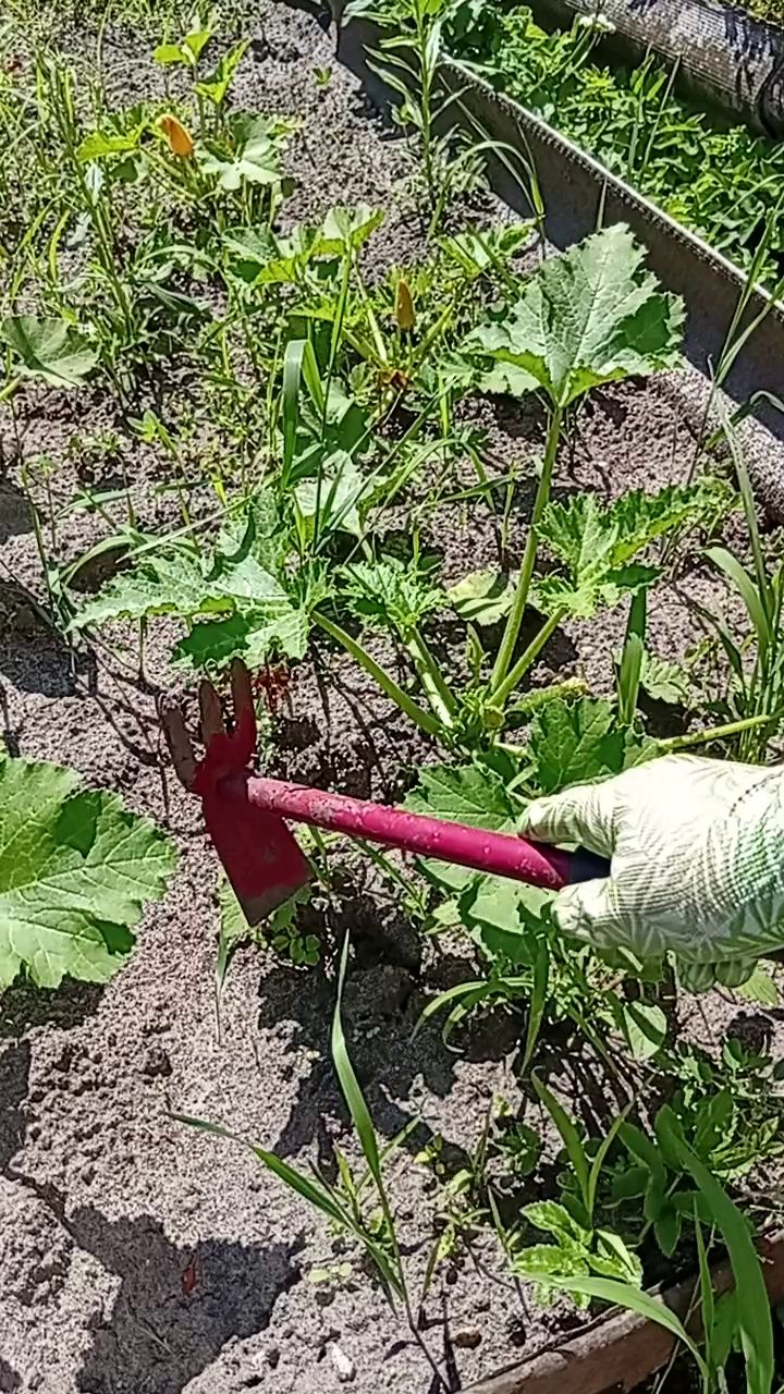 ТАК БЫСТРО НИКТО НЕ ПОЛЕТ/ОГОРОД СВОИМИ РУКАМИ #дача #shorts  #дача #огород #garden
