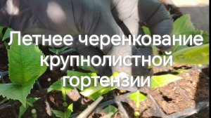 Летнее черенкование крупнолистной гортензии