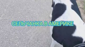 Сельчанка в Америке ЗАЕХАЛА НА ГАРАЖКУ КУПИЛА КОТА