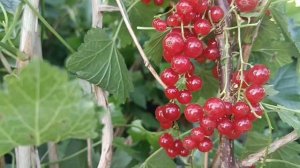 саженца красной смородины, соро Ласуня