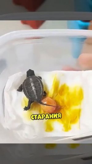 Девушка вырастила черепаху из разбитого яйца