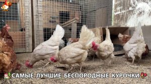 Цыплята и Курочки селяночки лучшие беспородные несушки 🥚 (491)