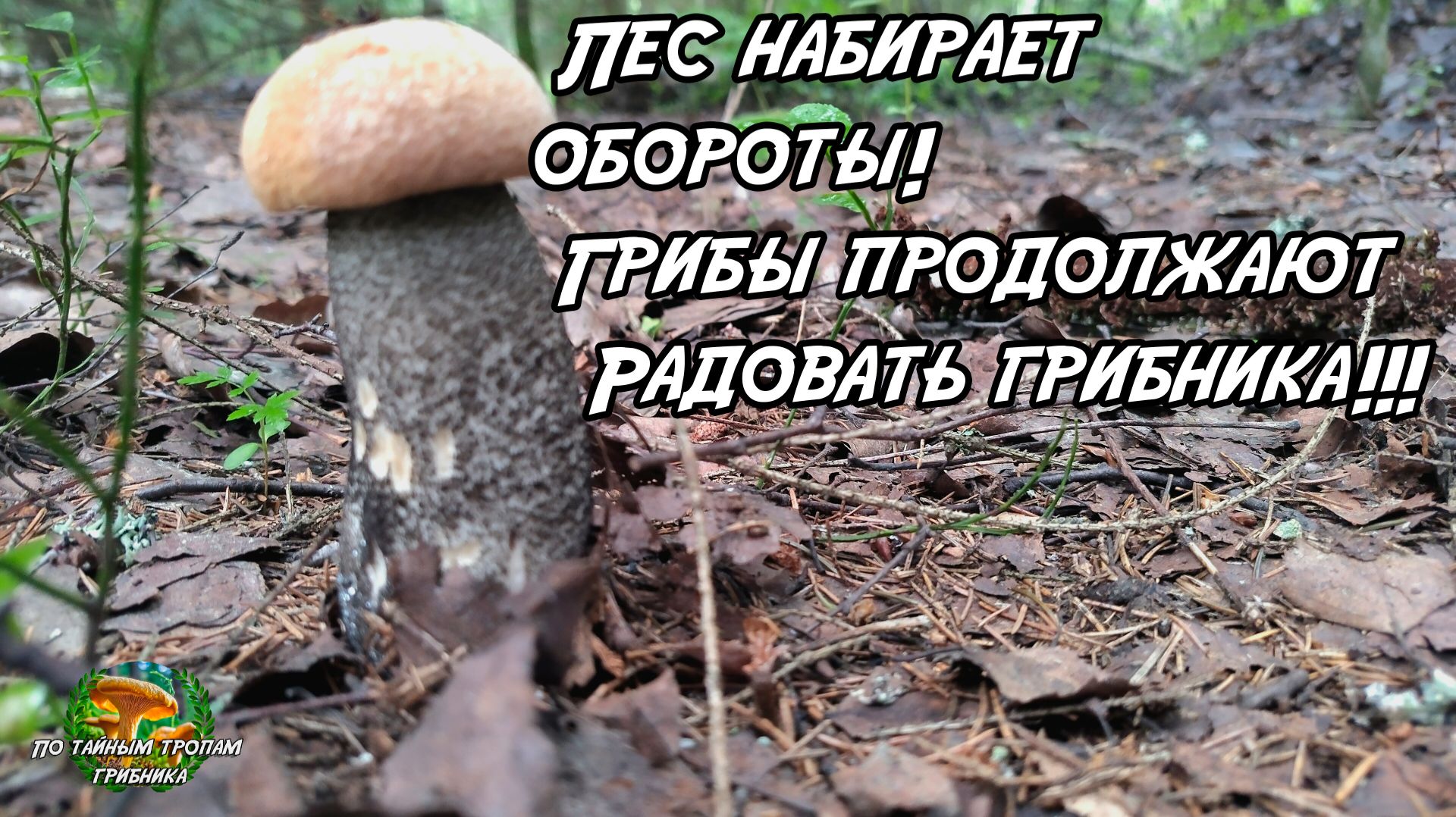 Лес набирает обороты! Грибы продолжают радовать грибника!!! 29.06.26 смотреть онлайн