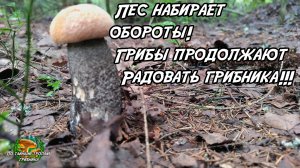 Лес набирает обороты! Грибы продолжают радовать грибника!!! 29.06.26