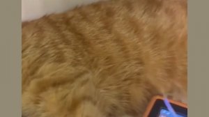 Котик Симба. Лечение