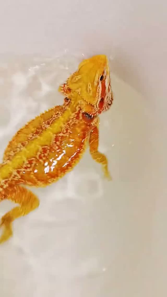 Когда включили горячую воду🦖