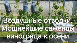 Простой и надежный способ получить мощнейшие саженцы винограда к осени