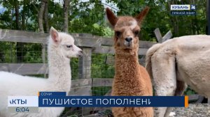 Два малыша-криа появились в «Альпака парке» в Сочи