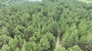 Беспилотник помог обнаружить пожар в лесной чаще под Минусинском