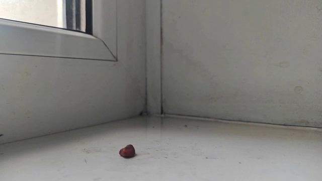 Пластилиновый город. 2 сезон 2 серия