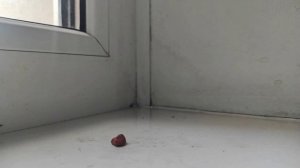 Пластилиновый город. 2 сезон 2 серия
