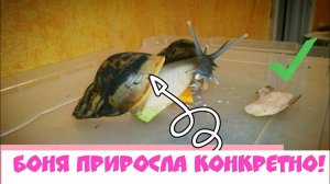 РОСТ улиток/ Как растут улитки? Их УЖИН;) Ахатины Ретикулята😍 Какие они классные!