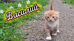 Котёнку 1 месяц: 2 дня в новом доме. Как назвать — Вася или Персик?