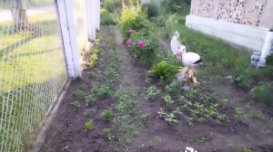 Короткий обзорчик одного дня☀️🦆🌱