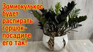 ЗАМИОКУЛЬКАС БУДЕТ РАСПИРАТЬ ГОРШОК, ЕСЛИ СДЕЛАТЬ ТАК!