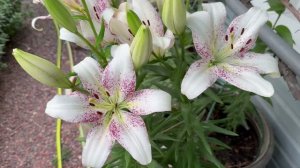 Лилии💐клематисы💐лилейники 💐28 июня 26г🌿небольшая прогулка🌿